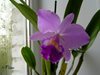 Cattleya labiata var. Rubra Aranda